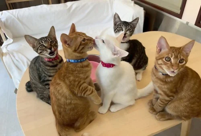 こうべ発・動物共生プロジェクト　ー人と犬猫がもっとしあわせに暮らせるようにー