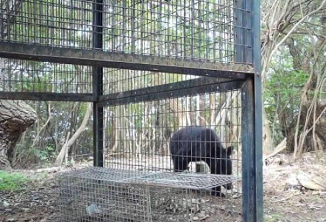 神戸でもクマ!? 早期対策で市民の安全を守ります！　ー監視カメラ増設プロジェクトー